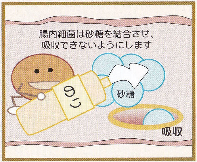 【和歌山で健康食品に興味が有る方】砂糖を体内に吸収させない腸内細菌