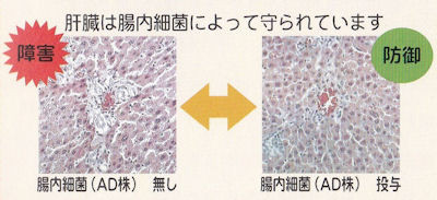 ラットの肝臓の顕微鏡写真
