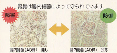 ラットの腎臓の顕微鏡写真